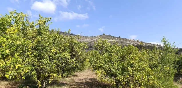 “Recognition amid genocide.”