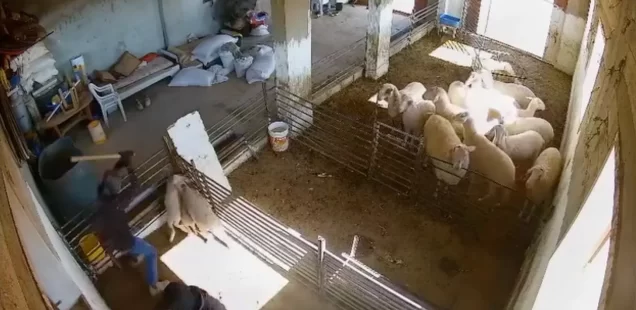 “Stick, stones, matches, gasoline.”